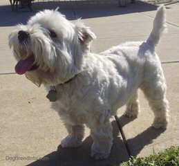 Windsor Westies - Dog and Puppy Pictures