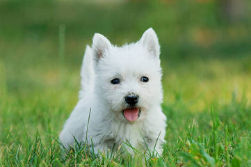 West Highland White Terrier Pups - Dog Breeders