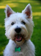 West Highland Terrier - Dog Breeders