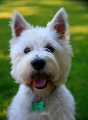 Highland Westies - Dog Breeders