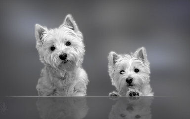 Highland Westies - Dog Breeders