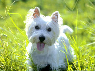 West Highland White Terrier Pups - Dog Breeders