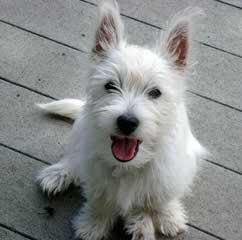 Fourche Terrier Pups West Highland White Terrier - Dog and Puppy Pictures