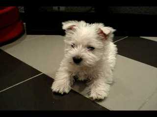 West Highland Terrier - Dog Breeders