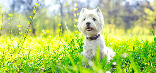 West Highland White Terrier Pups - Dog Breeders