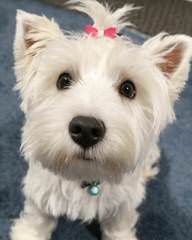 Southern Westies - Dog Breeders