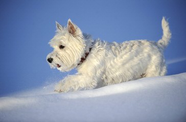 Bluewesties Of California - Dog and Puppy Pictures