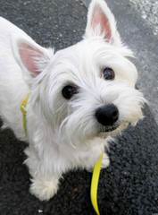 Fourche Terrier Pups West Highland White Terrier - Dog and Puppy Pictures