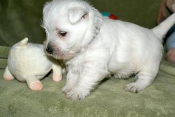 Moon and Stars Westies - Dog and Puppy Pictures