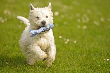 Rare Fourche Terrier Puppies (Yorkie Westie Cross) - Dog Breeders
