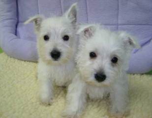 Strawberry River Papillons & Westies - Dog Breeders