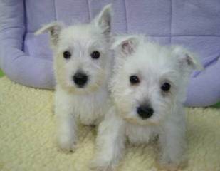 Rare Fourche Terrier Puppies (Yorkie Westie Cross) - Dog Breeders