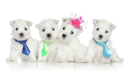 Windsor Westies - Dog Breeders