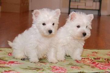 Wee-Chon’s, Cavachon’s, Coton’s And Westie’s - Dog and Puppy Pictures