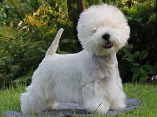 West Highland Puppies For Sale - Dog Breeders