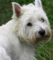 Fourche Terrier Pups West Highland White Terrier - Dog Breeders