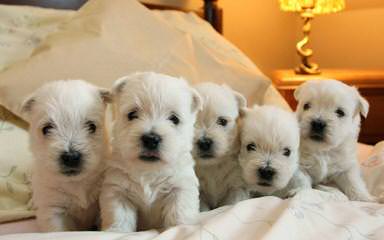 Fourche Terrier Pups West Highland White Terrier - Dog Breeders