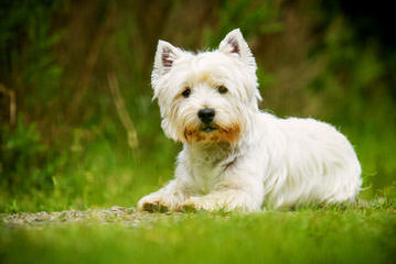 Rare Fourche Terrier Puppies (Yorkie Westie Cross) - Dog Breeders