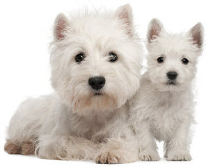 Highland Westies - Dog and Puppy Pictures