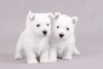 Moon and Stars Westies - Dog Breeders