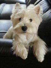 West Highland White Terriers For Sale - Dog Breeders