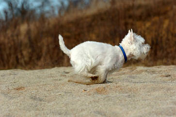 Bluewesties Of California - Dog and Puppy Pictures