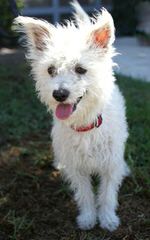 Fourche Terrier Pups West Highland White Terrier - Dog Breeders