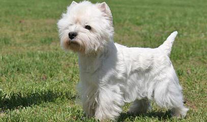 West Highland Terrier - Dog and Puppy Pictures