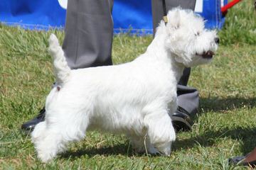 West Highland Terrier - Dog Breeders