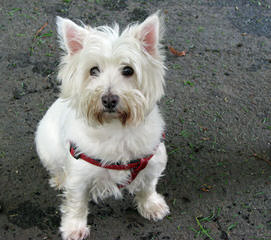 Fourche Terrier Pups West Highland White Terrier - Dog Breeders