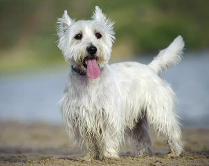 Bluewesties Of California - Dog and Puppy Pictures