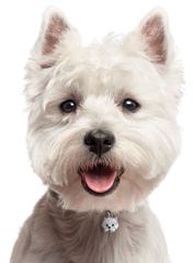 West Highland White Terriers For Sale - Dog Breeders