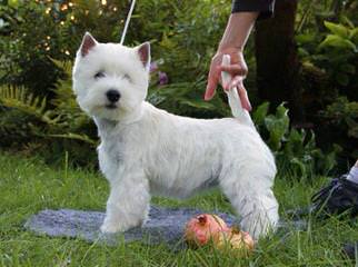 Spring Chateau Ranch Kennels - Dog Breeders