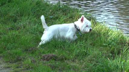 Rare Fourche Terrier Puppies (Yorkie Westie Cross) - Dog and Puppy Pictures