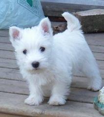 Highland Westies - Dog and Puppy Pictures