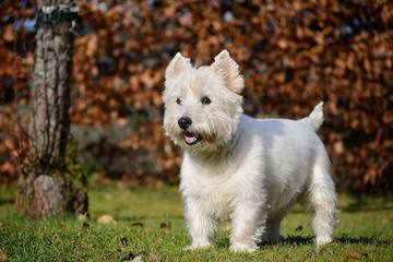 West Highland Terrier - Dog and Puppy Pictures