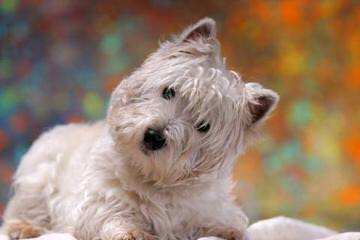 Wee-Chon’s, Cavachon’s, Coton’s And Westie’s - Dog Breeders