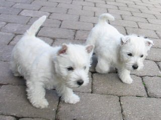 West Highland White Terriers For Sale - Dog Breeders