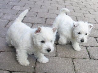 West Highland White Terrier Pups - Dog and Puppy Pictures