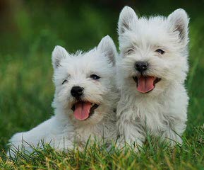 Windsor Westies - Dog Breeders