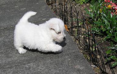 Fourche Terrier Pups West Highland White Terrier - Dog and Puppy Pictures