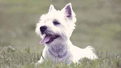 Highland Westies (Mountainhigh Registered) - Dog and Puppy Pictures