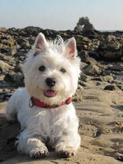 Southern Westies - Dog and Puppy Pictures