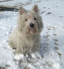 Wee-Chon’s, Cavachon’s, Coton’s And Westie’s - Dog Breeders