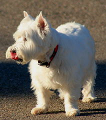 Fourche Terrier Pups West Highland White Terrier - Dog Breeders