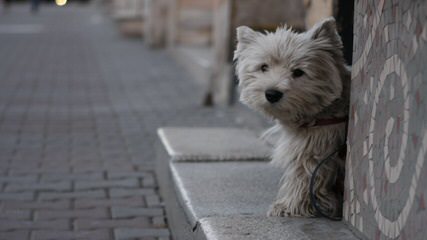 West Highland White Terrier Pups - Dog and Puppy Pictures