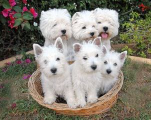 Highland Westies (Mountainhigh Registered) - Dog and Puppy Pictures