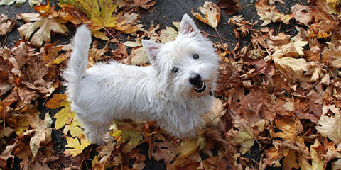 Southern Westies - Dog and Puppy Pictures