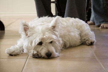 West Highland White Terrier Pups - Dog and Puppy Pictures