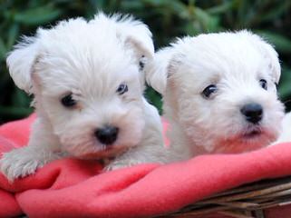 Strawberry River Papillons & Westies - Dog Breeders